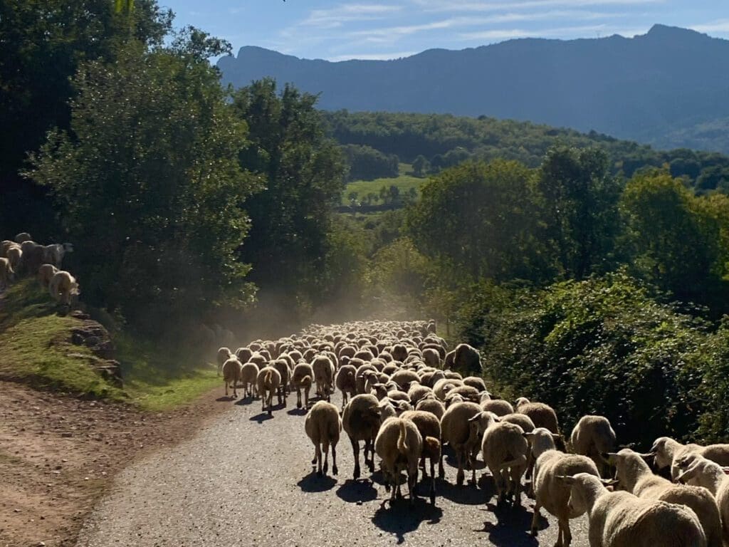 Transhumance in de Pyreneeën