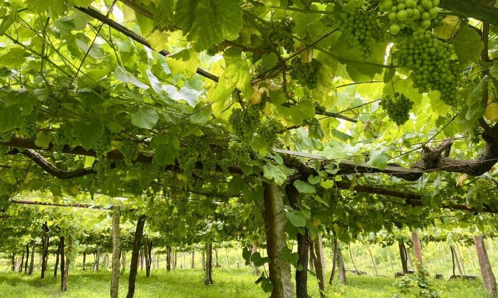 ⁨Meaño⁩, ⁨Rías Baixas⁩, ⁨Spanje⁩