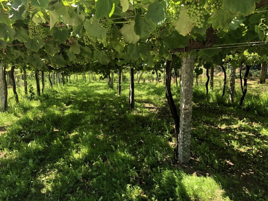 Albariño druif op pergola's