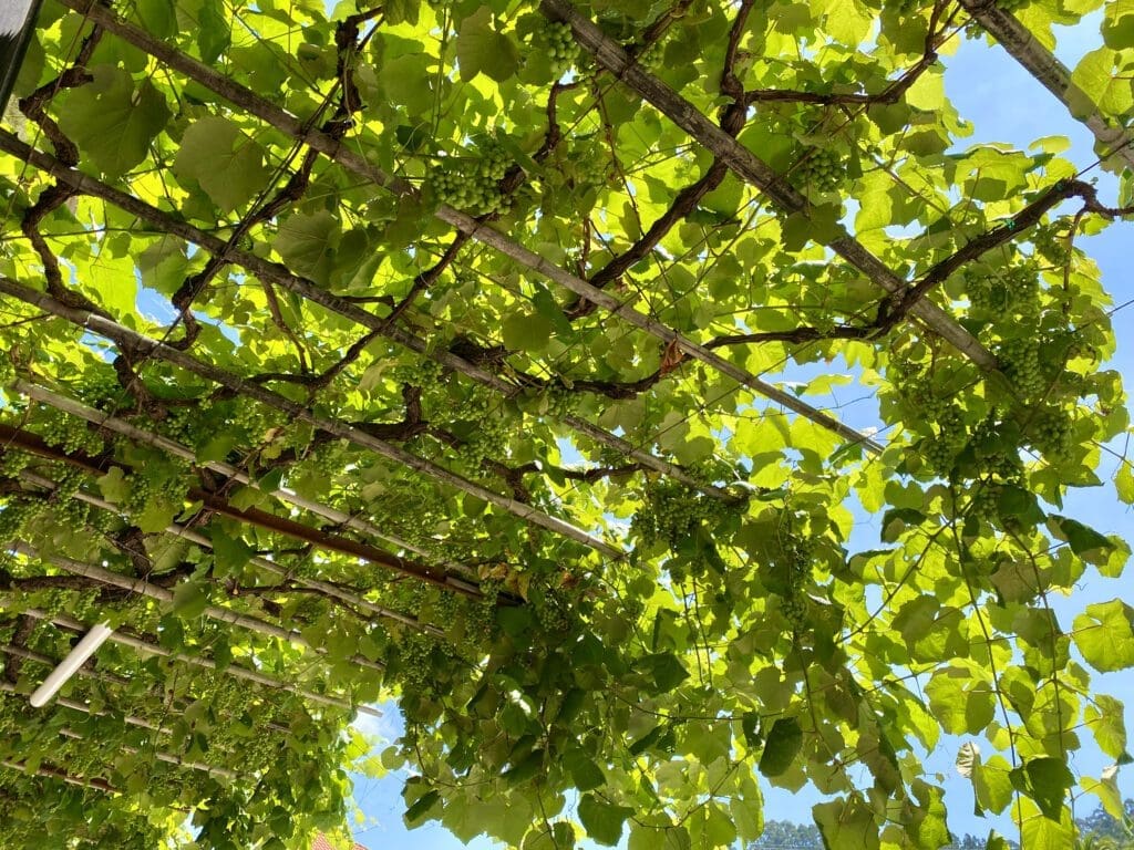 Albariño druif boven het terras